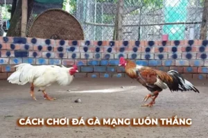 Bí Thuật Cách Chơi Đá Gà Sabong Tại 789Win Từ Dân Chuyên